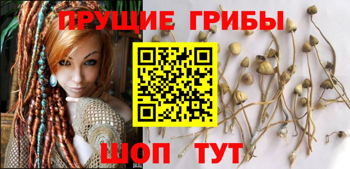 где купить наркоту  Вход с VPN  Грозный  Псилоцибиновые грибы ЛСД  Псилоцибиновые грибы прущие грибы 